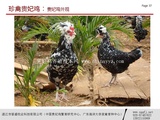 贵妃鸡外观