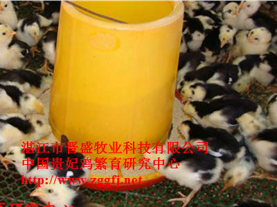 贵妃鸡苗