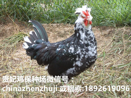 贵妃鸡4.jpg